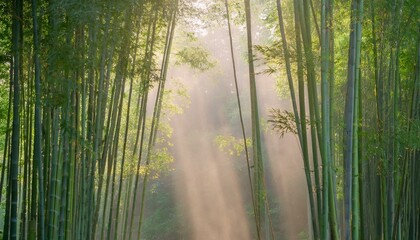 아침 안개에 둘러싸인 대나무 숲