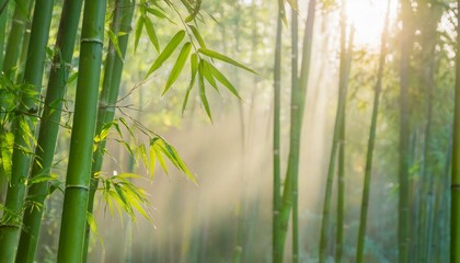 Fototapeta premium 아침 안개에 둘러싸인 대나무 숲