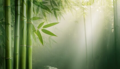 아침 안개에 둘러싸인 대나무 숲