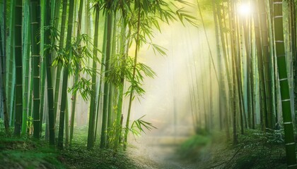 아침 안개에 둘러싸인 대나무 숲