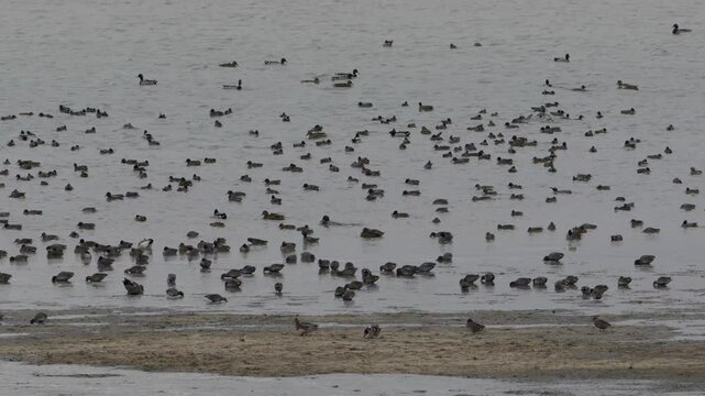 groupe de sarcelle d'hiver (anas crecca) pos&eacute;e sur l'eau