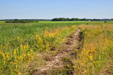 Countryside landscape with mixed grasses in central Russia © olgavolodina