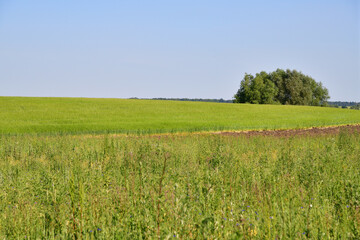 Fototapeta premium Countryside landscape with mixed grasses in central Russia