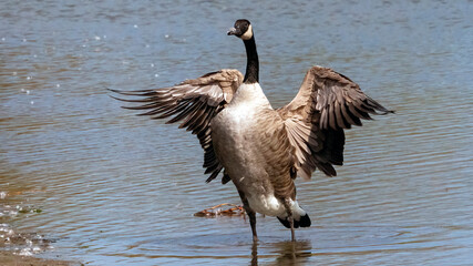 A flock of Canada Goose taking bath after migration trip.