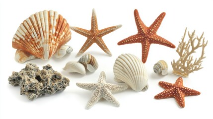 Set with sea stars shells and corals isolated on white