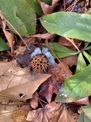 sweetgum tree prickly seed capsule


