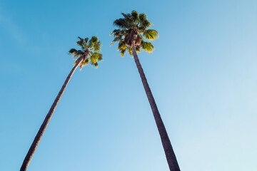 Obraz premium Tall palm trees reaching for the clear blue sky in a sunny outdoor setting