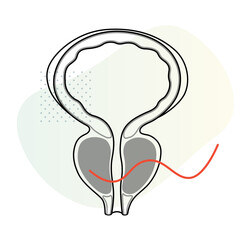 Normal Prostate Gland under Bladder - Stock Illustration
