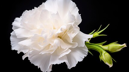 White Carnation Isolated on a Beautiful Background. Closeup of Pretty Flower with Natural Colours