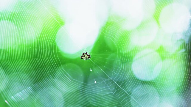 Spider on the web
