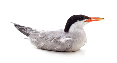 White and grey seagull.
