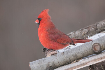Cardinals in Winter
