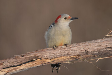 Red Bellied woodpeckers caching seeds in winter