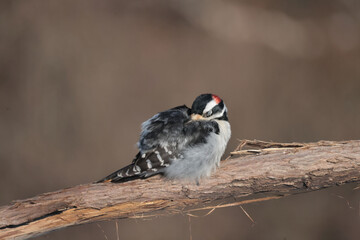 Hairy Woodpeckers in winter 