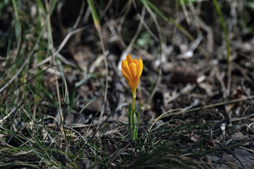 Yellow crocus flower. Crocus ancyrensis, known as the Ankara crocus.