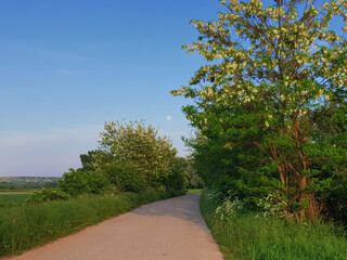 Scenic countryside road with trees in spring under a clear sky