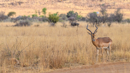 impala in the wild