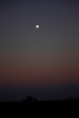 Full moon rising after sunset in the savanna of South Africa 