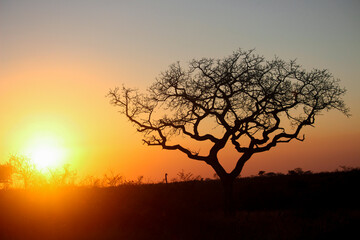 Glowing sunset behind bare tree in South African wilderness 