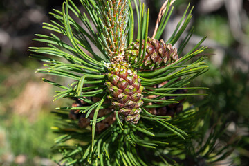 Close-up of a pine cone on a tree in the mountains