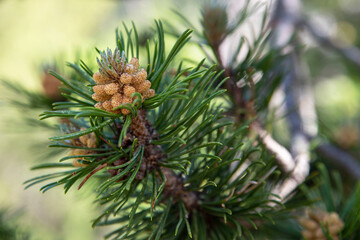 Close-up of a pine cone bud on a tree in the mountains