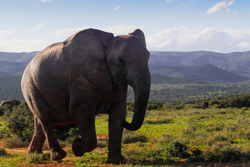 Majestic African Elephants in the Wild &ndash; Close-Up and Herd Shots Showcasing Gentle Giants with Tusks, Wrinkled Skin, and Trunks in the Bush &ndash; Wildlife Photography and Conservation