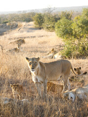 Intimate Profiles of Lions in the African Wilderness - Wildlife Portraits of Lion Prides with Cubs - Big Cat Photos
