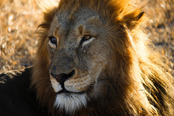Intimate Profiles of Lions in the African Wilderness - Wildlife Portraits of Lion Prides with Cubs - Big Cat Photos