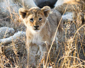 Intimate Profiles of Lions in the African Wilderness - Wildlife Portraits of Lion Prides with Cubs - Big Cat Photos