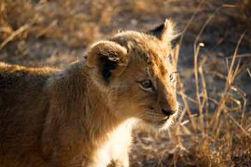 Intimate Profiles of Lions in the African Wilderness - Wildlife Portraits of Lion Prides with Cubs - Big Cat Photos