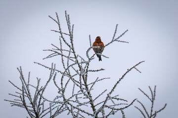 Aufnahme eines, auf gefrorenen Ästen, sitzenden Fichtenkreuzschnabels.