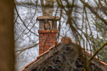 Aufnahme eines Waldkauzes in einem Kamin, beim Ausruhen.