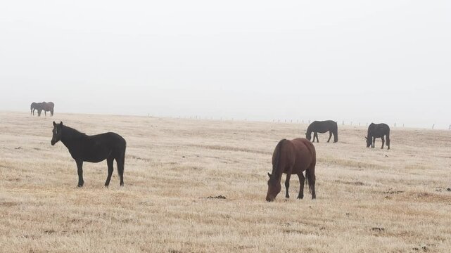 Herd of horses go on countryside autumn field searching for feed. Bred brown animals walk together and eating dry grass against dense bare forest. Altai