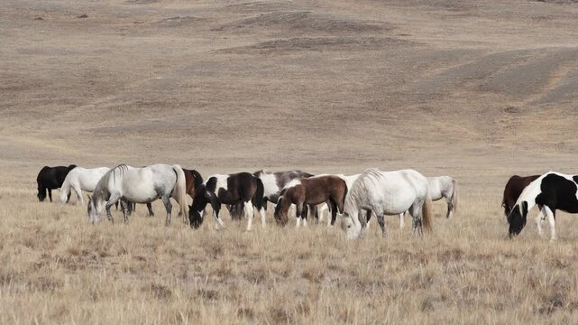 Free adorable horses graze on countryside autumn field searching for feed. A herd of different breeds walk together, eating dry grass on a mountain slope. Slow motion