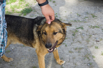 A friendly German Shepherd mix dog being petted by a person wearing a smartwatch. The dog looks...