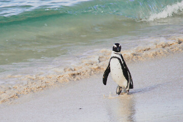 Fototapeta premium African Penguin on Sandy Beach – Endangered Seabird in Coastal Habitat, Waddling, Grooming, and Exploring Near Ocean Waves – Wildlife Conservation and Nature Photography in South Africa