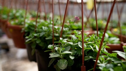 Hanging plants growing in greenhouse