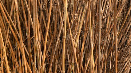Close up of colors and textures of a golden bamboo forest.