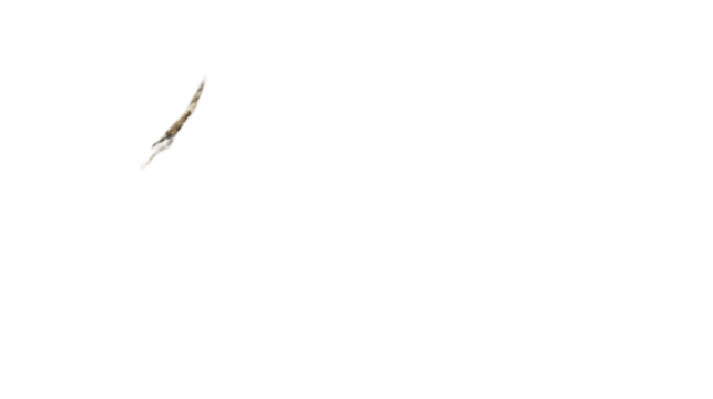 grass isolated on white