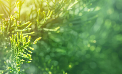 Green leaves of thuja (occidentalis) on a sunny day. There is a beautiful unfocused space in the background.