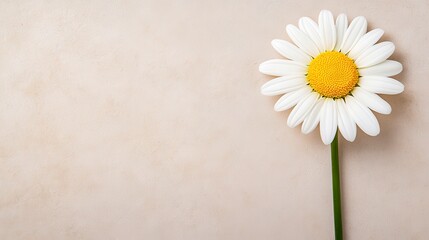 Obraz premium Elegant White Daisy on Beige Background
