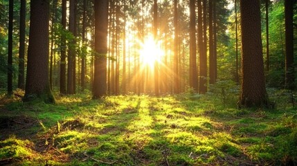Fototapeta premium Sunbeams in Forest at Sunset Tranquil Nature Scene