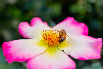 Honeybee Pollinating Vibrant Flowers – Close-Up of Busy Bee Collecting Pollen from Yellow Orange and Pink Flower – Macro Nature Photography Highlighting Pollination, Biodiversity, and Ecosystem Health