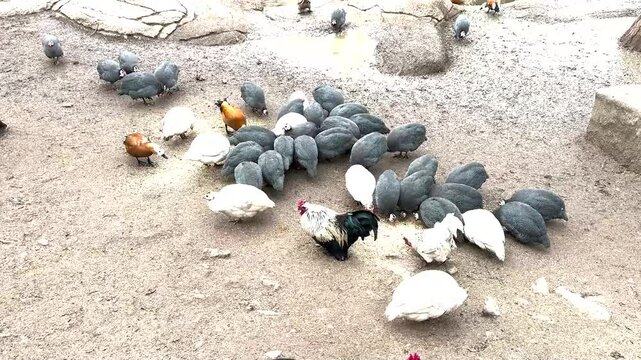 A group of helmeted guinea fowls (Numida meleagris). Guinea fowls in the field, African hen. Guinea fowls and Royal Palm domestic turkeys on the farm feeding and foraging on the ground.