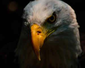 Majestic Bald Eagle Close-Up – Powerful Bird of Prey with Intense Gaze, Sharp Beak, and Iconic White Head in Dramatic Lighting – Symbol of Freedom, Strength, and Patriotism in Nature