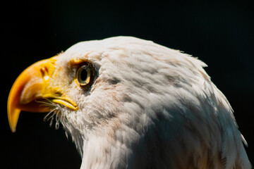 Majestic Bald Eagle Close-Up – Powerful Bird of Prey with Intense Gaze, Sharp Beak, and Iconic White Head in Dramatic Lighting – Symbol of Freedom, Strength, and Patriotism in Nature