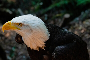 Majestic Bald Eagle Close-Up – Powerful Bird of Prey with Intense Gaze, Sharp Beak, and Iconic White Head in Dramatic Lighting – Symbol of Freedom, Strength, and Patriotism in Nature