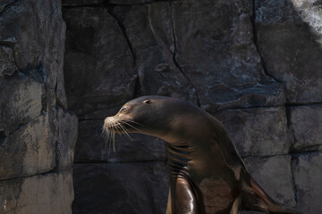 photography of sea lions in their natural habitat in the middle of nature