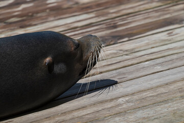photography of sea lions in their natural habitat in the middle of nature