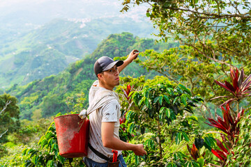 Latin peasant with bucket to pick coffee in Riosucio, Colombia in a village in the Andean mountains of the Colombian coffee region.